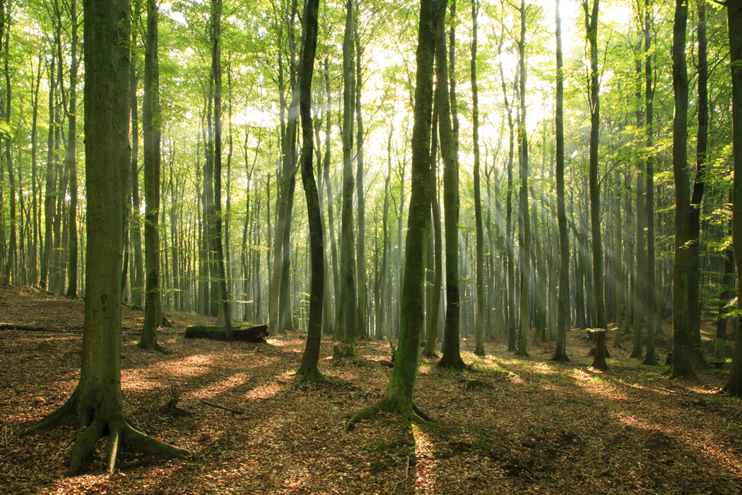 forest